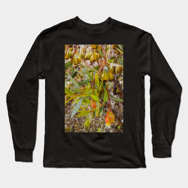 Gumnuts 1 Long Sleeve T-Shirt by fotoWerner